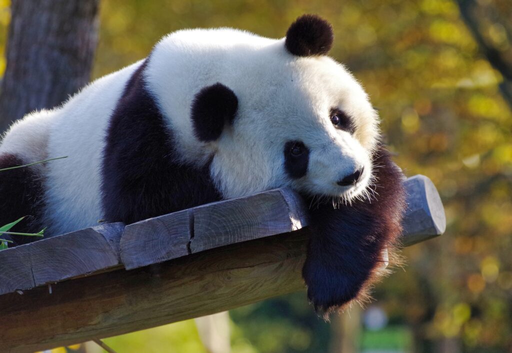 Photo d'un panda